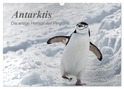 Antarktis die eisige Heimat der Pinguine (Wandkalender 2026) - Kalender für 2026 im DIN A3 Querformat, zeigt die faszinierende Natur und Tierwelt der Antarktis mit beeindruckenden Pinguinmotiven.