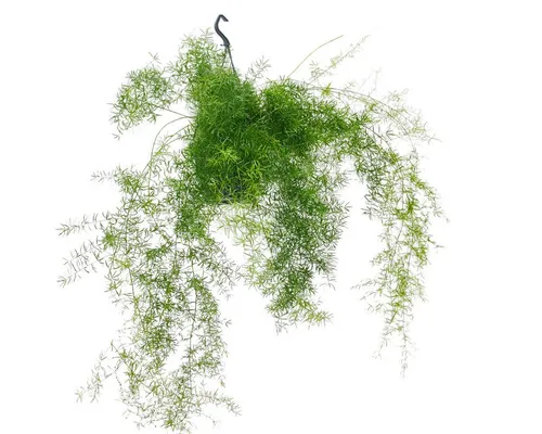 Exotenherz Zimmerpflanze Zierspargel im Ampeltopf - Asparagus densiflorus sprengeri