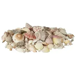 Relaxdays Muschel Set mit Meeresschnecken 1kg Silber