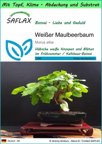SAFLAX Blumensamen SAFLAX - Garden to go - Weißer Maulbeerbaum