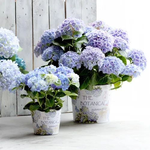 Romantischer Übertopf für Blumen mit Hortensienmotiv aus Kunststoff