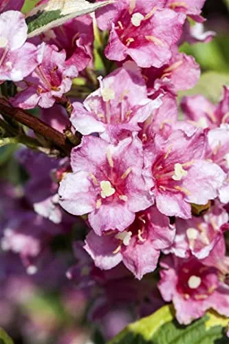 Weigela florida 'Nana Variegata' – Buntlaubige Weigelie - Blumen & Stauden – Auffällige, kompakte Pflanze mit grün-weiß marmoriertem Laub und üppiger Blütenpracht von Mai bis Juni, ideal für Garten und Kübel.