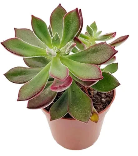 Fangblatt – Echeveria pulvinata 'Devotion' – farbenfrohe Sukkulente mit roten Spitzen – pflegeleichte Zimmerpflanze