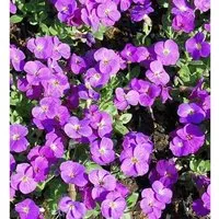 Produktbild Blaukissen Kitty - Aubrieta cultorum
