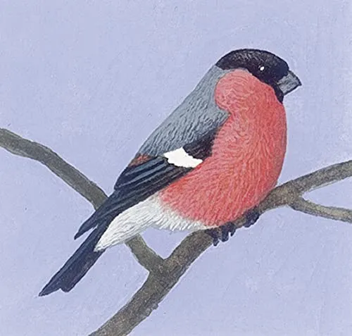 Coppenrath Verlag Adventskalender von Coppenrath F