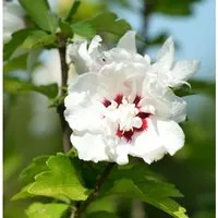 Produktbild Rosen Eibisch Speciosus 40-60cm - Hibiscus