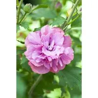 Hibiscus syriacus Duc de Brabant
