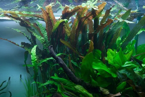 Aquaone Wasserpflanze Aquarium Pflanze Cryptocoryne usteriana Nr.120