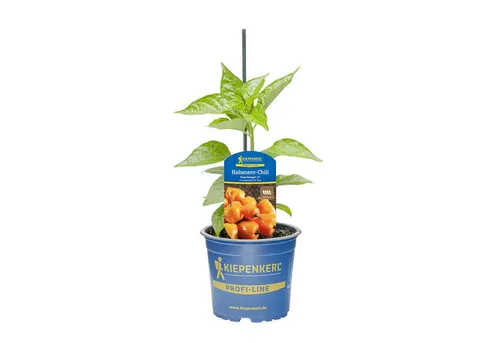 Pflanzen für Dich Gemüsepflanze Habanero-Chili Hana® Orange F1 10,5cm Topf 5er Set