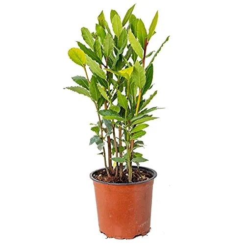 Bloomique - Laurus Nobilis - Lorbeer Pflanze - Gartenpflanzen Winterhart - Gartenkräuter Pflanzen - Höhe 30-40 cm - Topf 15 cm