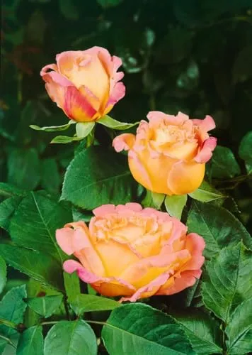 Rosa 'Mary Ann' – Winterhart, Mehrjährig – Edelrose – Beet- & Kübelpflanze für Garten & Terrasse