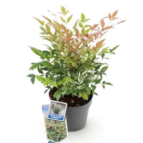 GreenboutiQ - Gartenpflanze - Nandina Twilight - Bunt & Rosa - 1 Pflanze - Immergrün - Wenig Pflege - Topf 17cm Höhe 45cm