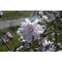 Produktbild Magnolia stellata 'George Henry Kern'