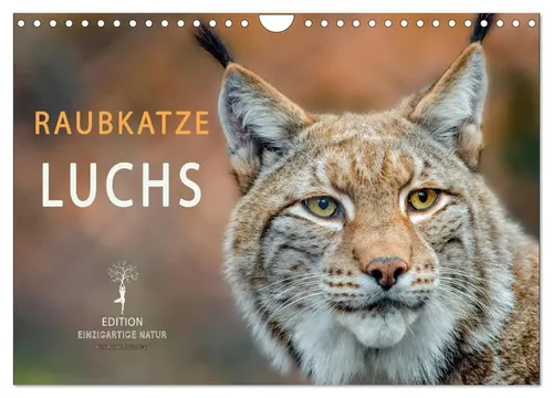 Peter Roder | Raubkatze Luchs (Wandkalender 2026 DIN A4 quer), CALVENDO...