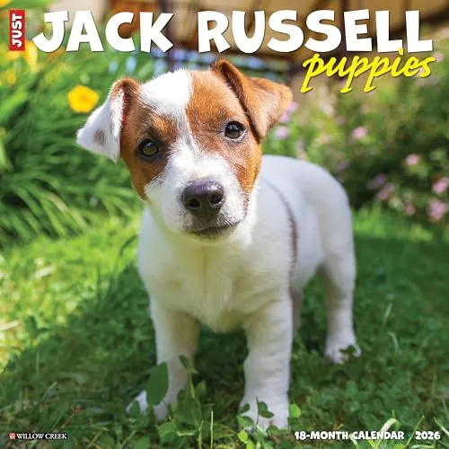 Jack Russell Puppies 2026 12 X 12 Wall Calendar