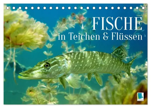 Fische in Teichen und Flüssen Tischkalender 2026 - Monatskalender mit beeindruckenden Unterwasseraufnahmen von Fischen, ideal für Angler und Naturfreunde. Perfekt für die Wand oder den Tisch.