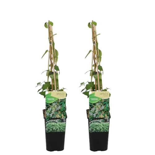 Bloomique - 2er-Set - Lonicera Heckrottii Halliana - Japanisches Geißblatt - Weiß, Gelb - Kletterpflanzen - Gartenpflanzen - Winterhart - Topf 15 cm - 70-80 cm hoch