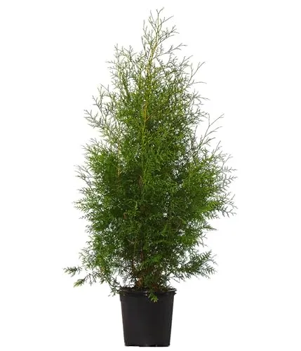 Dehner Thuja Lebensbaum Brabant, für 10 Meter Hecke, ca. 125-150 cm exkl. Pflanztopf, 25 x 10 l Topf, Heckenpflanze