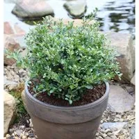 Produktbild Niedriger Bergilex Stechpalme 15-20cm - ilex crenata