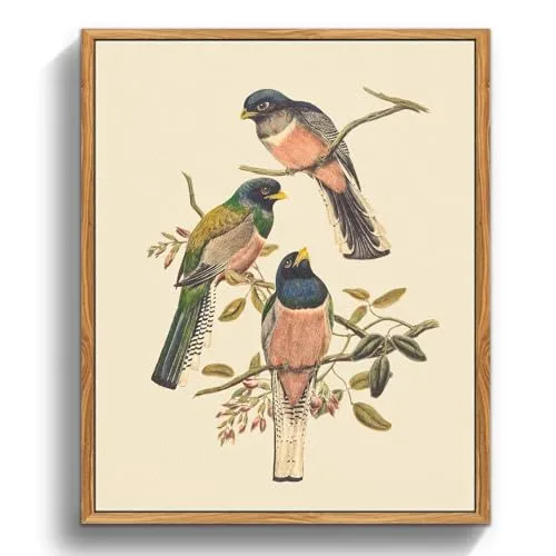 MHARTK66 Vintage Vogel Leinwand Bilder mit Rahmen Holz, 30x40 cm Wandbilder Wohnzimmer Brauner Trogon Bild Aesthetic, Tier Illustration Wanddeko Schlafzimmer Badezimmer Büro Zimmer