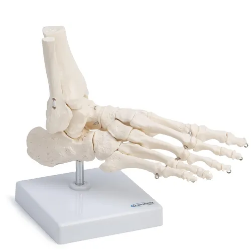 Fußskelett Anatomie Modell lebensgroß mit Schien- und Wadenbeinansatz - Präzises anatomisches Modell zur Veranschaulichung der Fußstruktur, ideal für Lehrzwecke und zur Unterstützung der Ausbildung in der Anatomie.