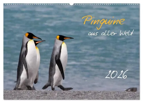Brigitte Schlögl | Pinguine aus aller Welt (Wandkalender 2026 DIN A2) - Entdecken Sie die faszinierende Vielfalt der Pinguine mit diesem Wandkalender. 13 beeindruckende Bilder bringen die Tierwelt in Ihr Zuhause. Ideal für Tierliebhaber und als stilvolle Wanddekoration.