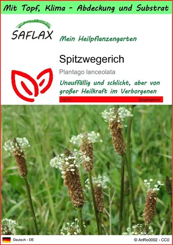 SAFLAX Blumensamen SAFLAX - Garden to go - Spitzwegerich