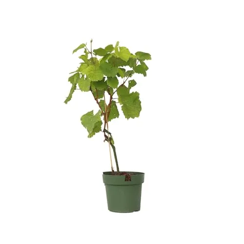 Traubenpflanze Vitis vinifera 'Vanessa' - 60-75cm - Feigenbäume, Nussbäume & Co. - Ertragreiche Traube mit süßen, kleinen roten Früchten, ideal zum Sofortverzehr und sehr krankheitsresistent.
