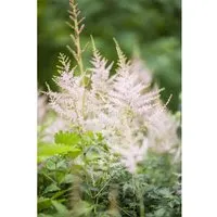 Astilbe X Cult Younique White R Ca. 11x11 cm Topf