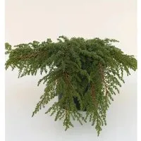 Grüner Kriechwacholder Green Carpet 25-30cm - Juniperus communis