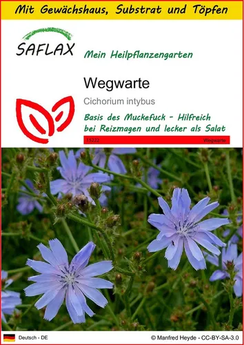 SAFLAX Blumensamen SAFLAX - Anzuchtset - Wegwarte