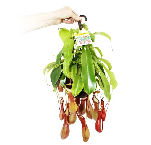 Exotenherz Nepenthes alata - Fleischfressende Pflanze im 14cm Ampeltopf - Zimmerpflanze - Kannenpflanze, natürlicher Fliegenfänger für Ihr Zuhause. Ideal bei hoher Luftfeuchtigkeit, wächst perfekt in Glasvitrinen oder Terrarien.