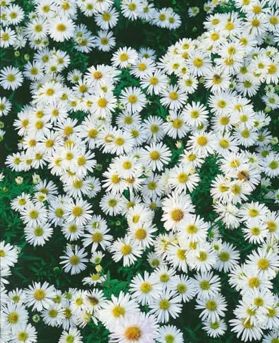 Aster dumosus 'Schneezicklein' ca. 9x9 cm Topf - Kissen-Aster, weiße Blüten, Blütezeit August-Oktober, ideal für Rabatten, bienenfreundlich, pflegeleicht