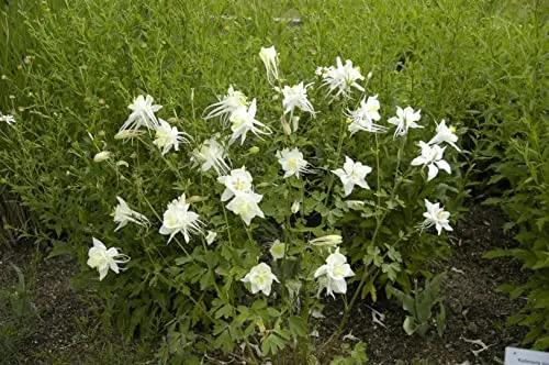 Aquilegia caerulea 'Kristall' 9x9 cm Topf – Winterhart, Mehrjährig, Pflegeleicht – Akelei – Staude für Beet & Rabatte