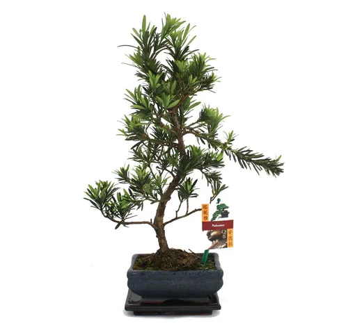 Produktbild Exotenherz Zimmerpflanze Bonsai Steineibe