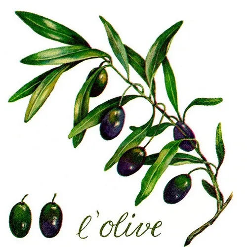 Servietten L’Olive Großer Olivenzweig Gemüse Mediterran lila grün 33x33cm 20