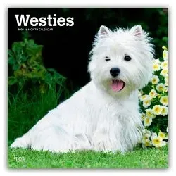 West Highland White Terriers 2026 - 16-Monatskalender - Praktischer Monatskalender für Hundefreunde, mit 12 liebevollen Westie-Bildern und viel Platz für Notizen, ideal als Geschenk oder für sich selbst.