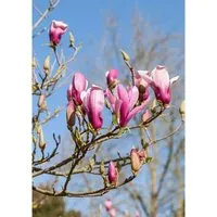 Magnolia Daybreak Magnolie 60-80 cm – Elegantes Ziergehölz - Die Magnolia Daybreak ist eine edle Magnolie mit duftenden, zartrosa Blüten. Ideal für kleine Gärten oder als Solitär, erfreut sie mit einfacher Pflege und herbstlicher Laubfärbung.