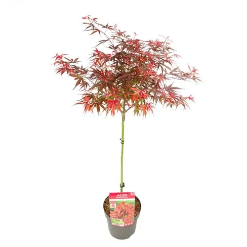 Bloomique