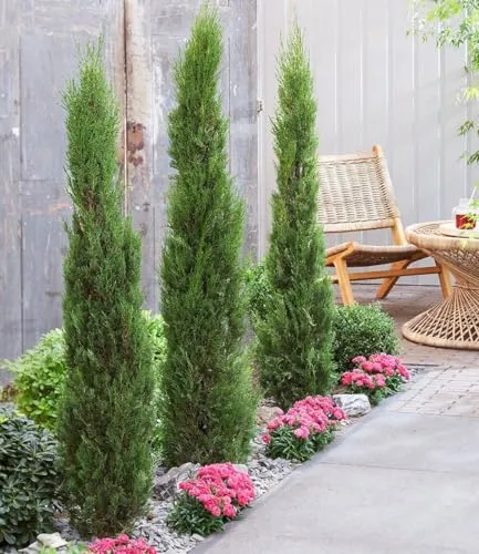 BALDUR Garten 3x Echte Toskana 'Säulen-Zypressen', Pflanzen im 9x9 cm-Topf, Cupressus sempervirens pyramidalis, Mittelmeer-Zypresse, winterhart & pflegeleicht, Wasserbedarf gering