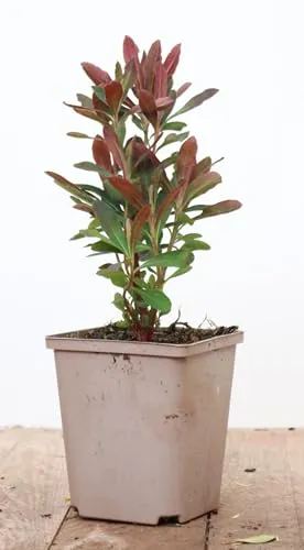 Euphorbia amygdaloides 'Purpurea' 11 cm Topf – Winterhart, Immergrün, Pflegeleicht – Purpur-Wolfsmilch – Bodendecker für Garten & Schattenbeet