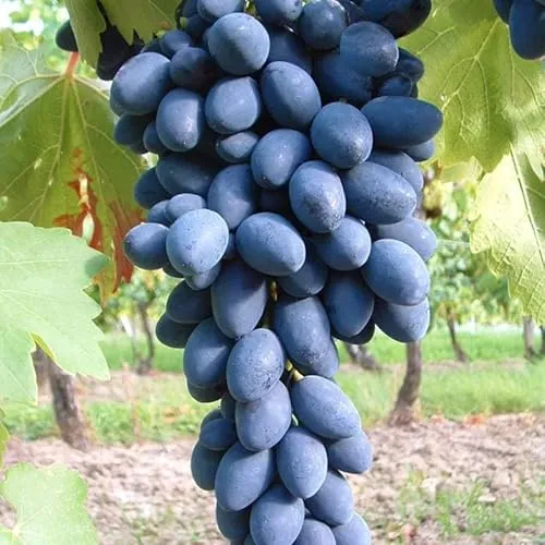 Kernarme Tafeltraube 'Kodrianka'(s) in blau von Kölle's Beste