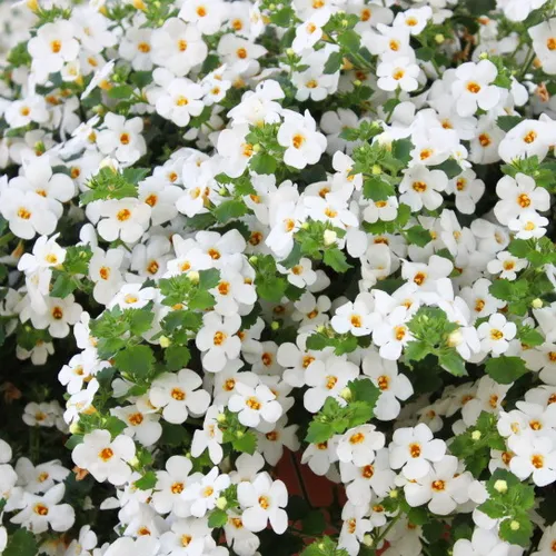 Schneeflockenblume