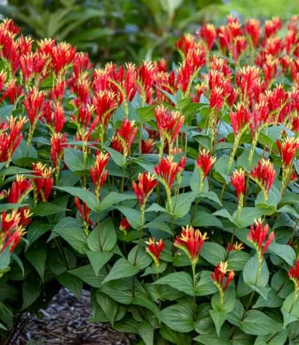 BALDUR Garten Spigelia 'Little Redhead®' von BALDUR-Garten