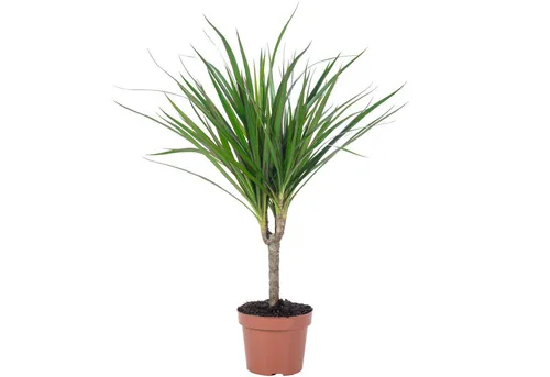 Flowerbox Zimmerpflanze Drachenbaum - Dracaena Marginata, pflegeleicht - Höhe ca. 35 cm, Topf-Ø 12 cm