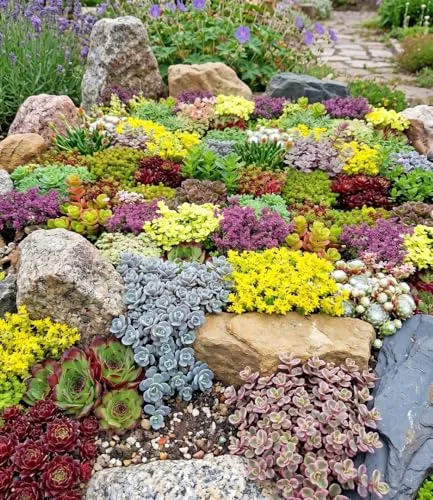 BALDUR Garten 6er Staudenbeet 'Trockenheits-Künstler', Pflanzen im 9x9 cm-Topf, winterhart, ein Mix aus 3 Sedum, 1 Saxifraga, 1 Sempervivum und 1 Thymian, winterharte Stauden, trockenresistent