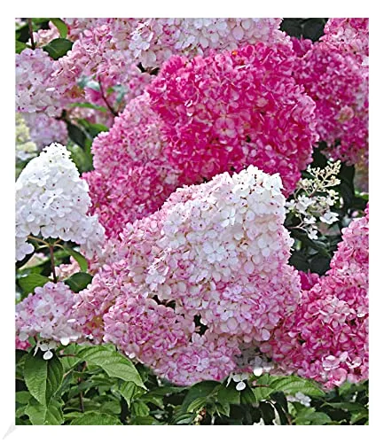 BALDUR Garten Freiland-Hortensie Vanille Fraise® im 2-Liter, 1 Pflanze, Hydrangea paniculata, winterhart, blühend, Schnittblume, pflegeleicht, Rispenhortensie