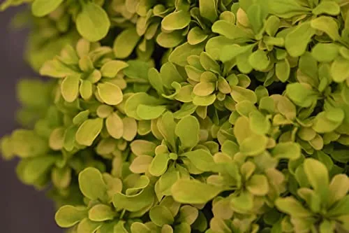 Berberis thunbergii 'Tiny Gold' 15–20 cm – Winterhart, Mehrjährig, Pflegeleicht – Goldberberitze – Zierstrauch für Beet & Kübel