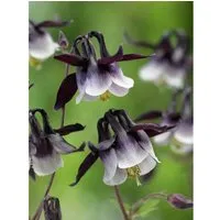 Aquilegia Vulgaris William Guiness Akelei Ca. 9x9 cm Topf