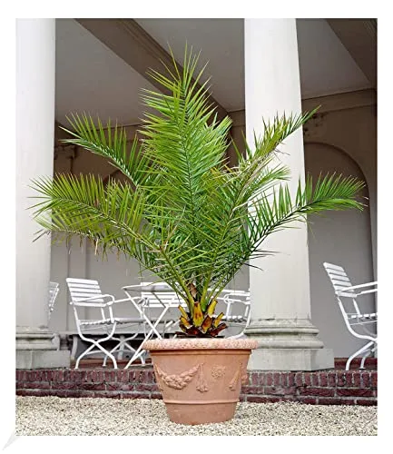 BALDUR Garten Kanarische Dattelpalme 15 cm-Topf von BALDUR-Garten